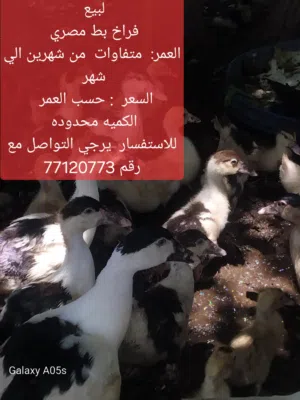 لبيع فروخ بط مصري
