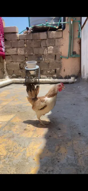 اقره الوصف