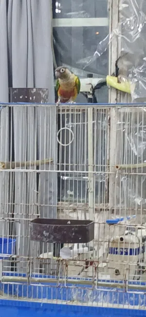 ببغاء قرين شيك كنيور