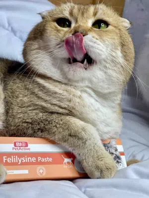 ذكو.ر ذهب نقية للتز.اوج ny11 جرم عريض ووجه مدور