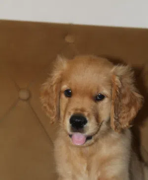Golden retriever puppy