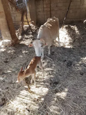بقرة محليه تحتها عجله