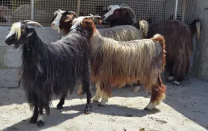 للبيع غنم من حلال بني سعيد حلال طيب وعشر