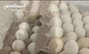 متوفر دحي عربي