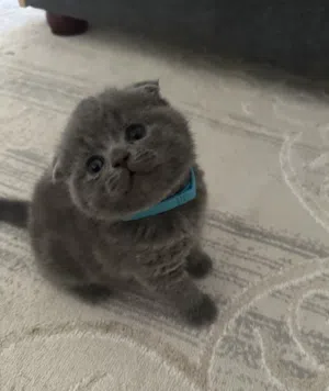 Scottish fold 3 months