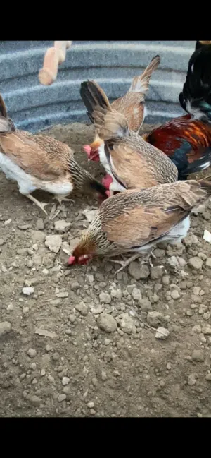 متاح فراخ من هاذه الحلال