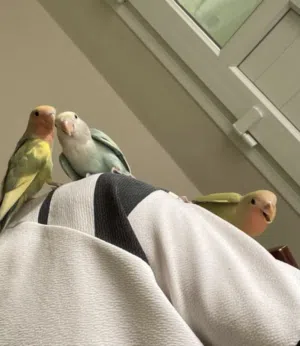 فروخ روز (love birds) بصحة ممتازة ونشاط