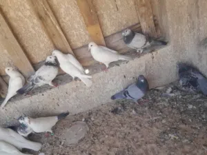 حمام زواجل للبيع حلوات نضيفات قويات كلشي ما بيهن