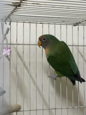 Fisher Love Bird