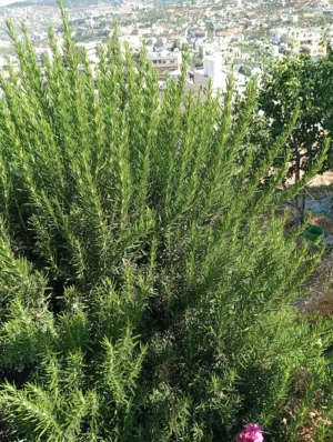 لدينا للبيع كميات حصلبان ( إكليل الجبل ) طازج من الشجره مباشره .
