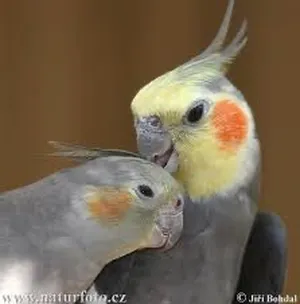 ‏ببغاء‏3