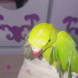 Parrots2