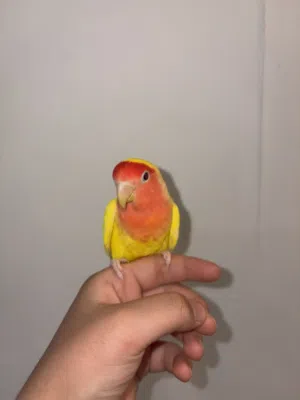 لوف بيرد صحه و نضفه
