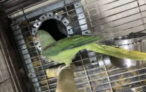 ببغاء نبيالي