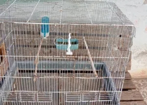 قفص لطيور لكوكتيل فقط 10 دنانير لتواصل على الرقم لي بوصف الإعلان