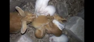 للبيع مجموعة أرانب كاملة وجاهزة للإنتاج    6 أرانب كبار عمر 7 أشهر:  ذكر بلدي  زوج ريكس مهج