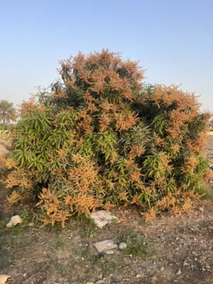 Farm Land for Rent in Al Batinah Liwa