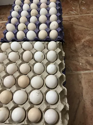 بيض دجاج مخصب