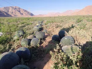 خضار وفواكة