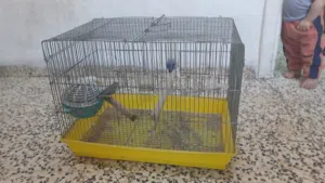 جنه للبيع جوز ما شاء الله عليهم شغالات انت جمرتين وبجهز للثالثه