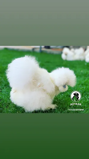 Chickens0