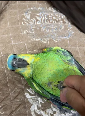 ‏ببغاء‏0