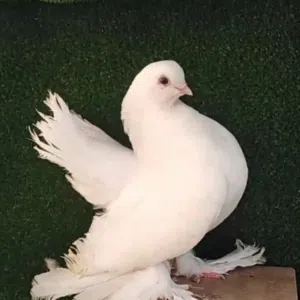 مفتاح النويرات السكري 