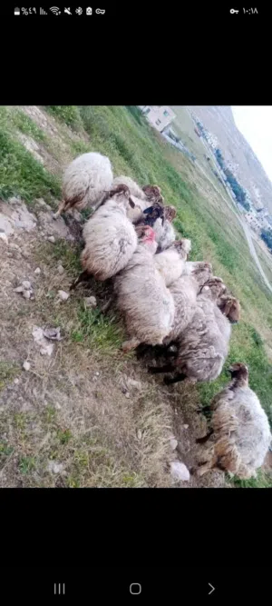 عروض حلال للبيع