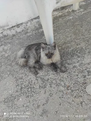 Persian0