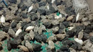 طيور السمان 100طير ب20ريال