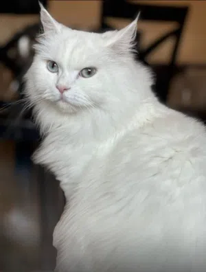 قطة ضائعة - Lost cat