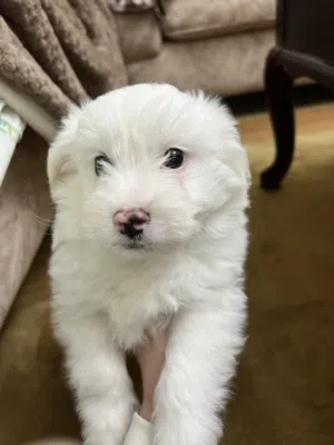 كلب ذكر ترير فرينش