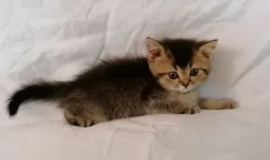 قطط عمر شهرين