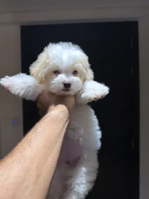 3 months adorable Maltipoo