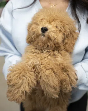 بسعر مغري جراء منزليه مميزه..حاصلين على جميع اللقاحات اللازمه وجرعه الدود ومايكروشيب