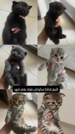 6قطط للبيع