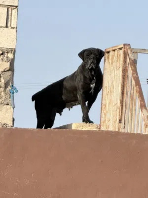 جراو كين كورسو بيور 100% مستوى عالي جدا