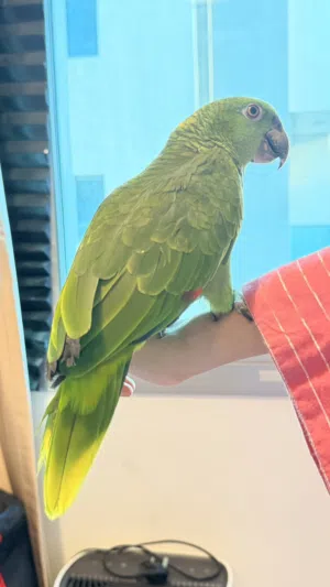 Amazon yellow nape parrot