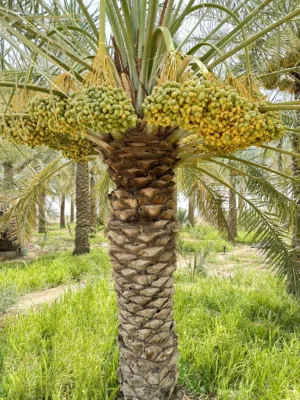 طناء خلاص عمان