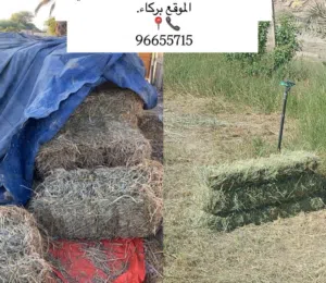 تتوفر لدينا برايد كميات نعيم وحجم كبير