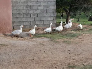 أوز للبيع قصر بن غشير
