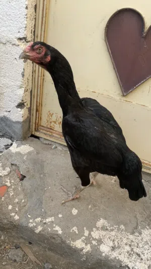 للبيع دجاج منتجات الوحده 15