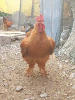 ديك كوشن عملاق
