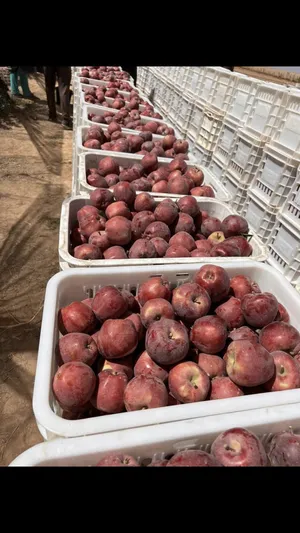 مزرعة اشجار التفاحً للبيع