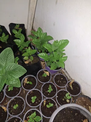 تم تخفيض السعر  دفعه جديده من شتلات باشن فروت من الثمار سيرلانكا واوغندا انتاج محلي