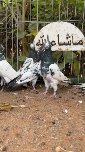 مجموعة طيور128للبيع رجاً اقرا الاعلان وكل التفاصيل فيه واذا تريد تتواصل واتساب لاني ما ادخل السوق