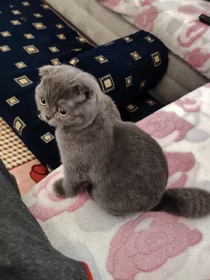 سكوتش تربل فولد عمره 4 شهور ماخد جميع المطاعيم أنثى نظيفه جدا ولعوبه للبيع لعدم التفرغ