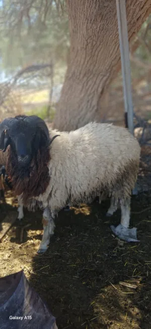 تلاته خرفان الله يبارك مبدلوش او كيف بدلو صغار في السن