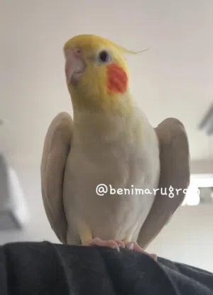 ابي اتبنى طير كروان