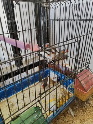 Birds0